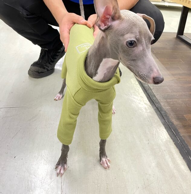 イタリアングレーハウンド