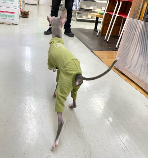 イタリアングレーハウンド