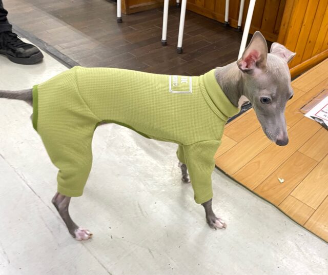 イタリアングレーハウンド