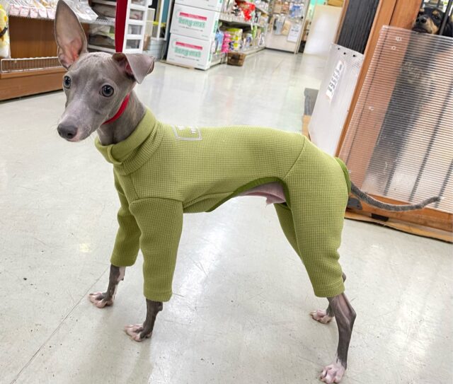 イタリアングレーハウンド