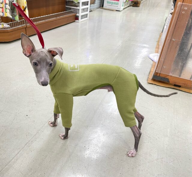 イタリアングレーハウンド