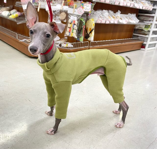 イタリアングレーハウンド