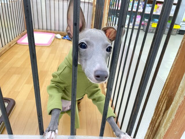 イタリアングレーハウンド