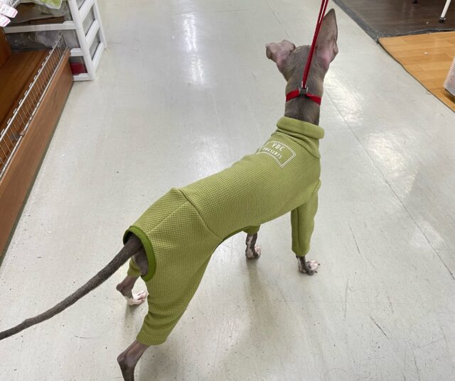 イタリアングレーハウンド