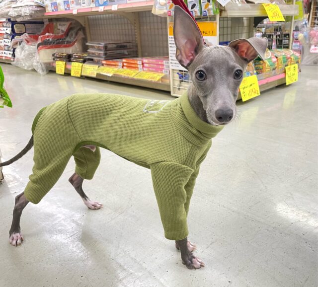 イタリアングレーハウンド