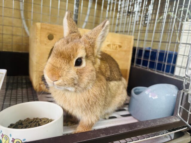 ネザーランドドワーフ