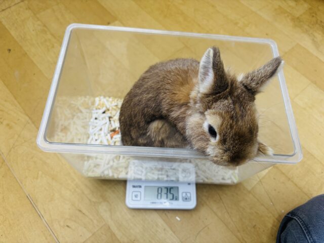 ネザーランドドワーフ