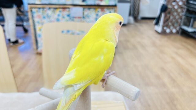 コザクラインコ（小桜インコ）