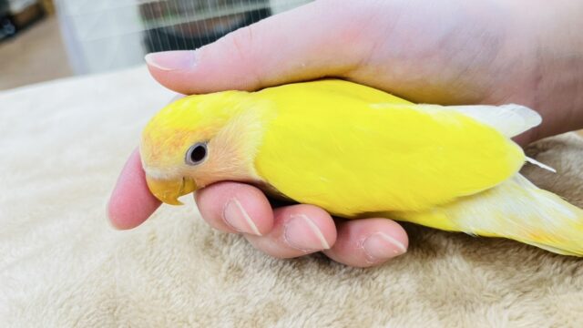 コザクラインコ（小桜インコ）