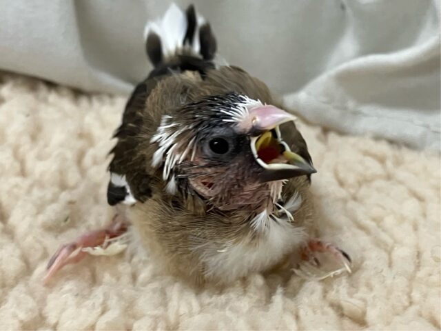 十姉妹（ジュウシマツ）