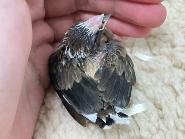 十姉妹（ジュウシマツ）