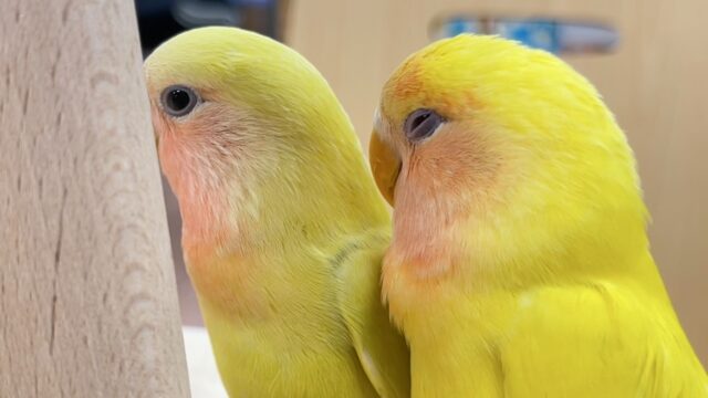 コザクラインコ（小桜インコ）