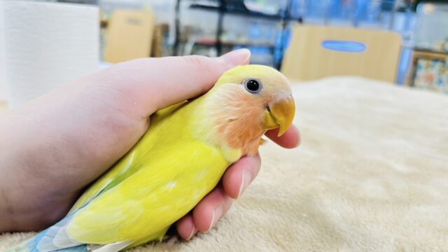 コザクラインコ（小桜インコ）