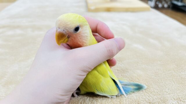 コザクラインコ（小桜インコ）