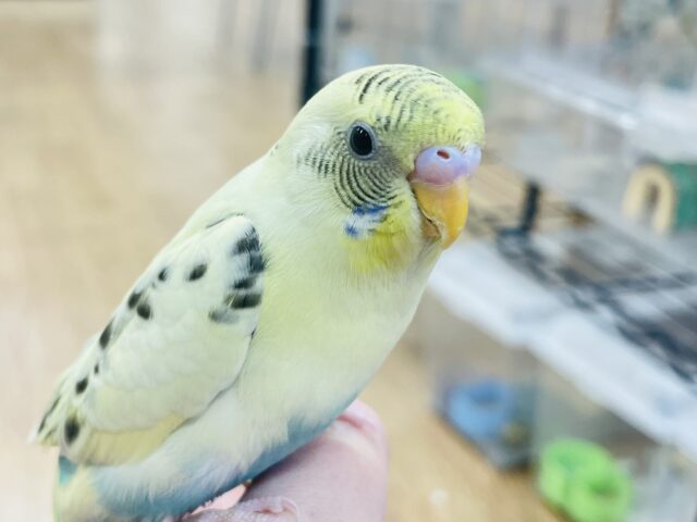 セキセイインコ