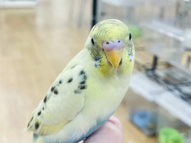 セキセイインコ