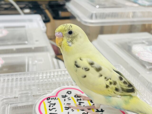 セキセイインコ
