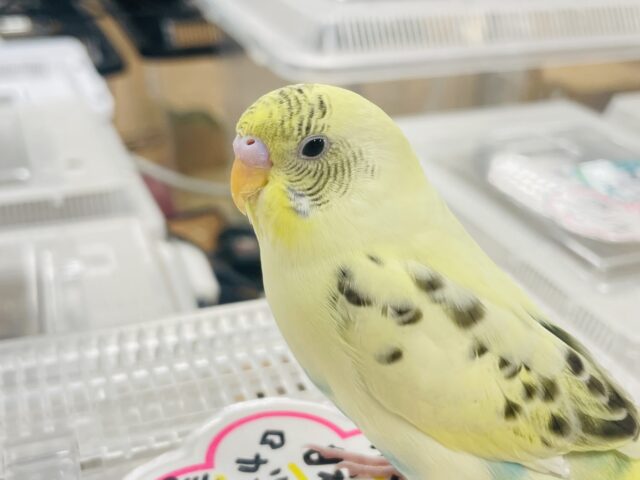 セキセイインコ