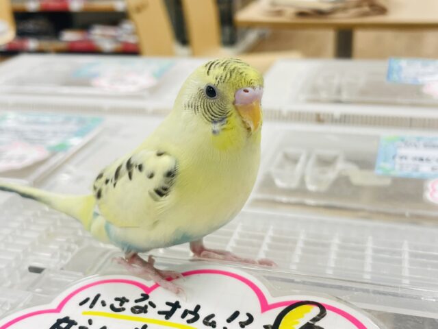 セキセイインコ