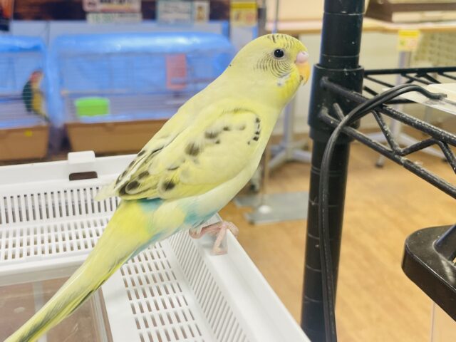 セキセイインコ