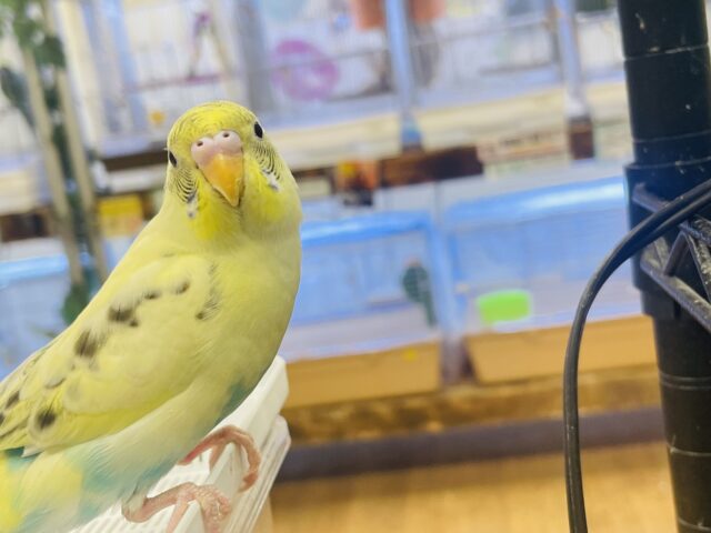 セキセイインコ