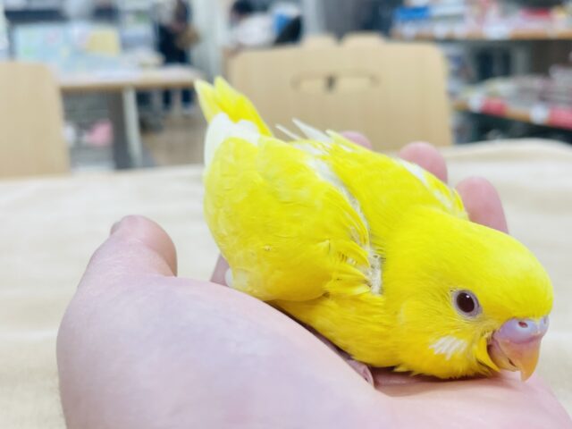 セキセイインコ