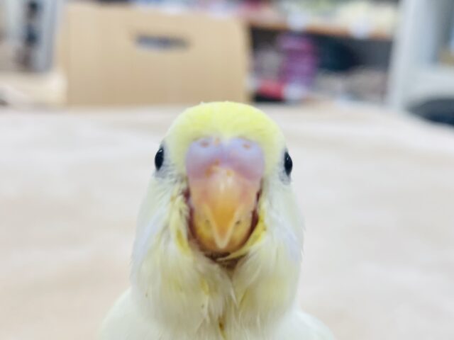 セキセイインコ