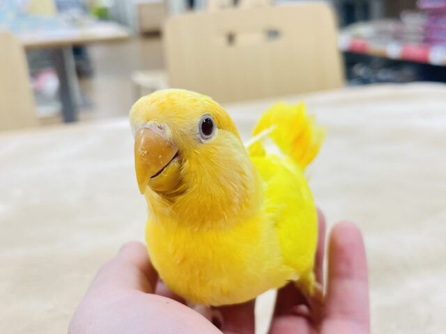 コザクラインコ（小桜インコ）