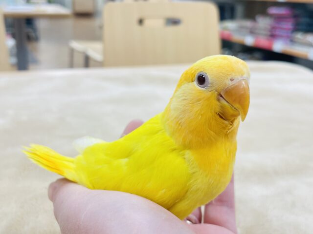 コザクラインコ（小桜インコ）