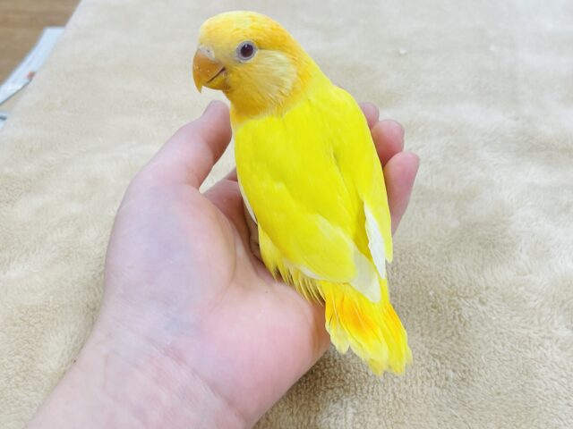 コザクラインコ（小桜インコ）