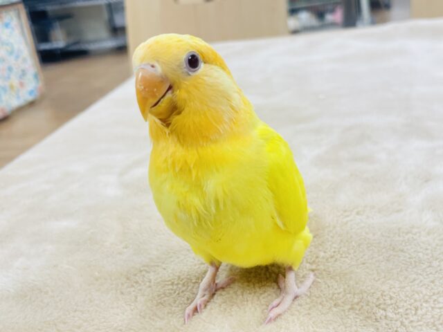 コザクラインコ（小桜インコ）