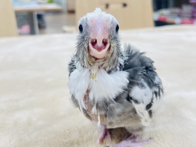 【最新画像更新🪄】ひな鳴きが止まらない☆オカメインコ(ホワイトフェイスパイド)ヒナ オカメインコ