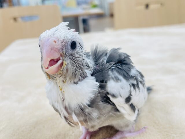 【最新画像更新🪄】ひな鳴きが止まらない☆オカメインコ(ホワイトフェイスパイド)ヒナ オカメインコ