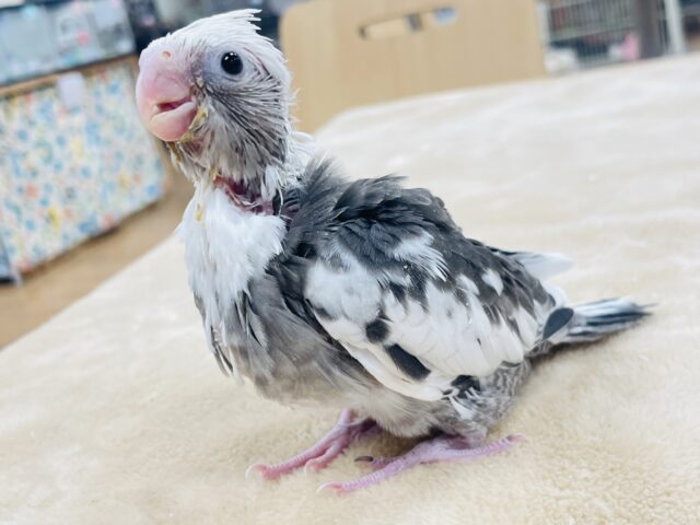 【最新画像更新🪄】ひな鳴きが止まらない☆オカメインコ(ホワイトフェイスパイド)ヒナ オカメインコ