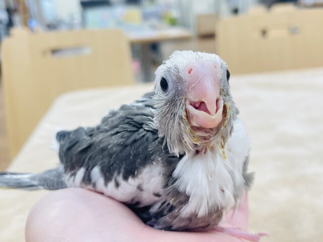 【最新画像更新🪄】ひな鳴きが止まらない☆オカメインコ(ホワイトフェイスパイド)ヒナ オカメインコ