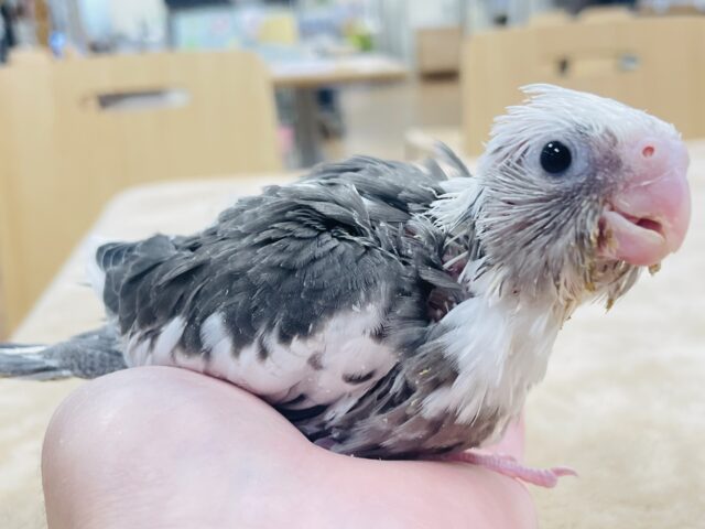 【最新画像更新🪄】ひな鳴きが止まらない☆オカメインコ(ホワイトフェイスパイド)ヒナ オカメインコ