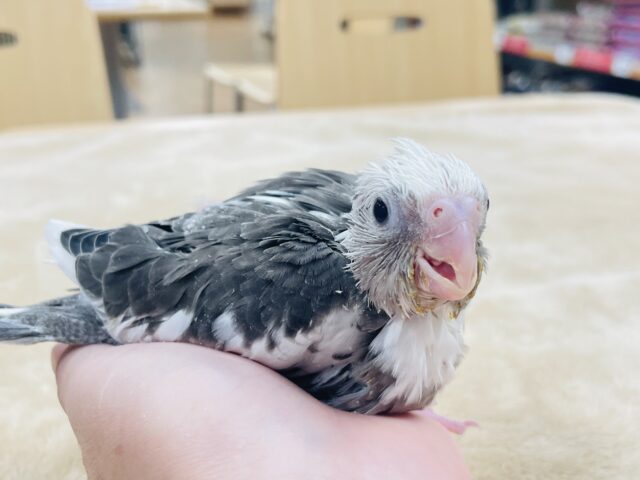 【最新画像更新🪄】ひな鳴きが止まらない☆オカメインコ(ホワイトフェイスパイド)ヒナ オカメインコ