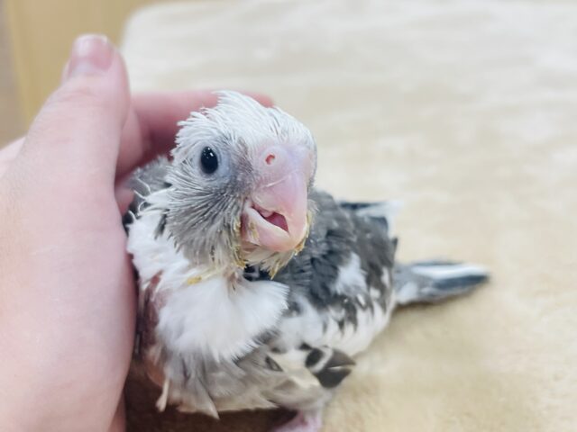 【最新画像更新🪄】ひな鳴きが止まらない☆オカメインコ(ホワイトフェイスパイド)ヒナ オカメインコ