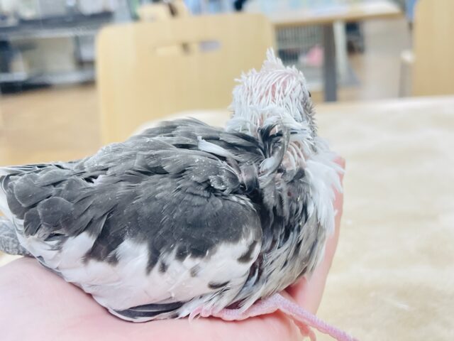 【最新画像更新🪄】ひな鳴きが止まらない☆オカメインコ(ホワイトフェイスパイド)ヒナ オカメインコ