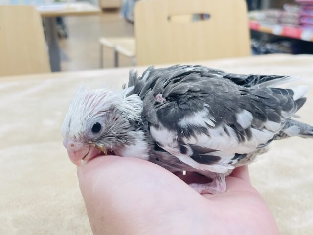 【最新画像更新🪄】ひな鳴きが止まらない☆オカメインコ(ホワイトフェイスパイド)ヒナ オカメインコ