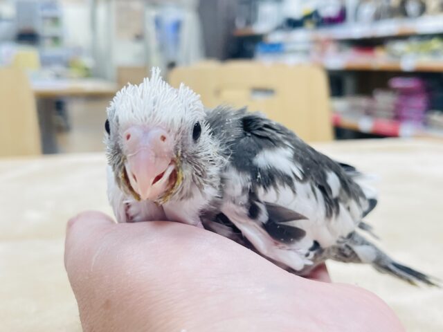 【最新画像更新🪄】ひな鳴きが止まらない☆オカメインコ(ホワイトフェイスパイド)ヒナ オカメインコ