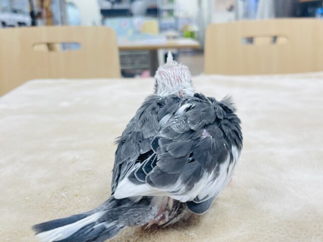 【最新画像更新🪄】ひな鳴きが止まらない☆オカメインコ(ホワイトフェイスパイド)ヒナ オカメインコ