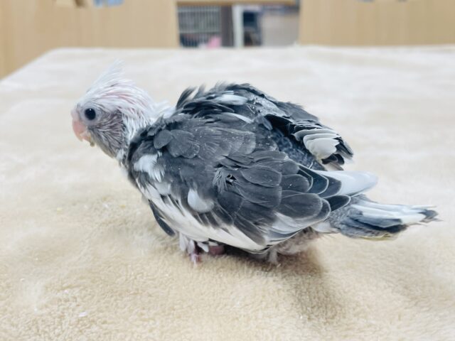 【最新画像更新🪄】ひな鳴きが止まらない☆オカメインコ(ホワイトフェイスパイド)ヒナ オカメインコ
