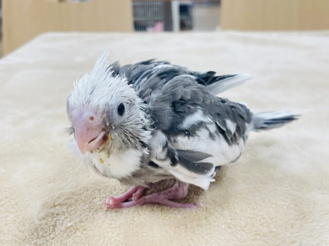 【最新画像更新🪄】ひな鳴きが止まらない☆オカメインコ(ホワイトフェイスパイド)ヒナ オカメインコ