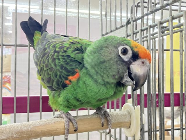 ズアカハネナガ