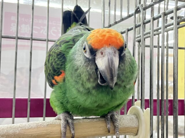 ズアカハネナガ