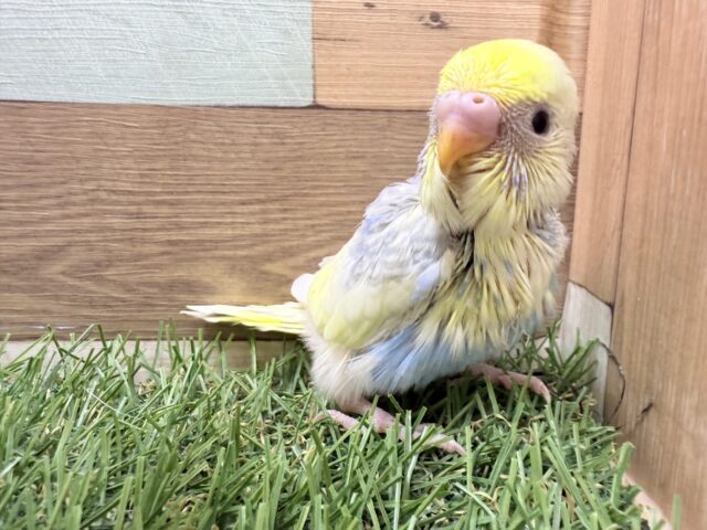 セキセイインコ