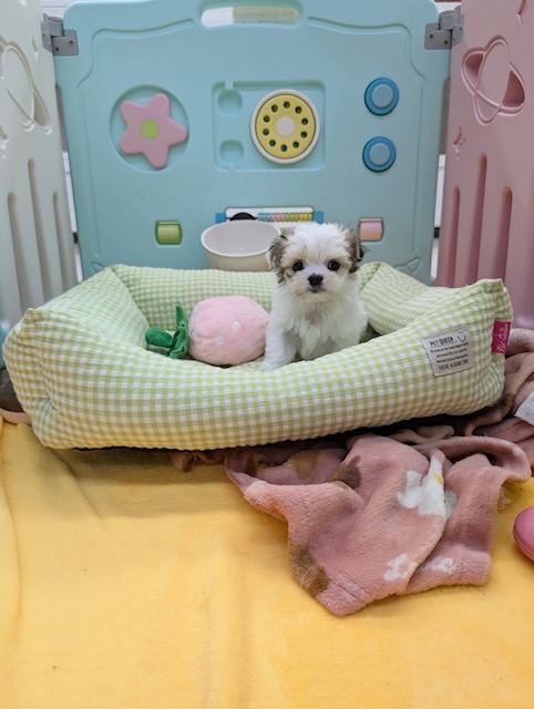 チワマル（マルチワ）