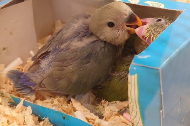 コザクラインコ（小桜インコ）