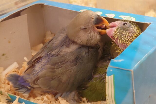 コザクラインコ（小桜インコ）